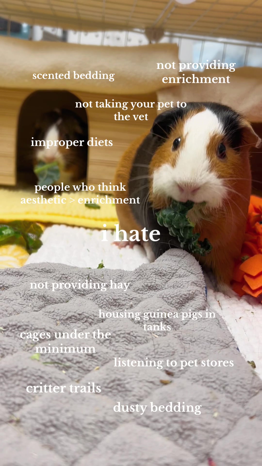 @bear.themouse 🌱