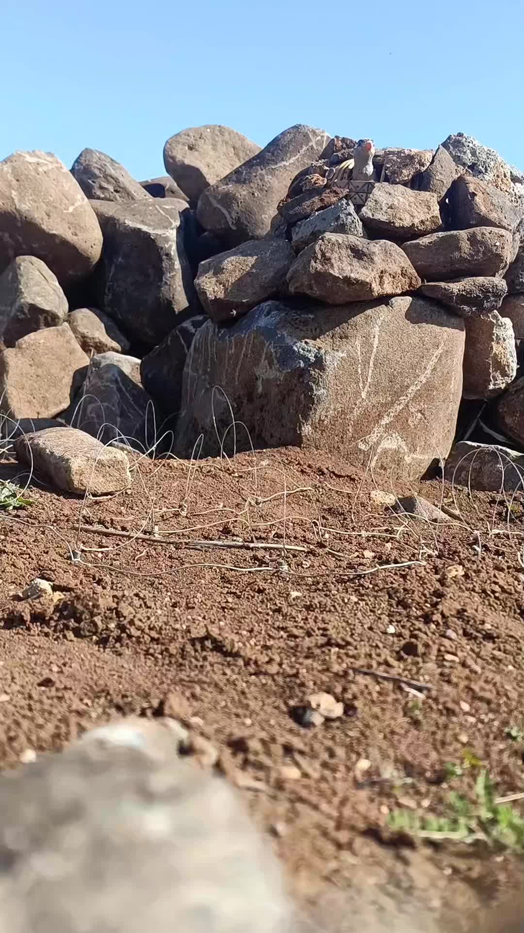 @&ccedil;ılgın &ccedil;ocuk