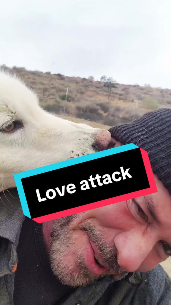 @ApexWolves