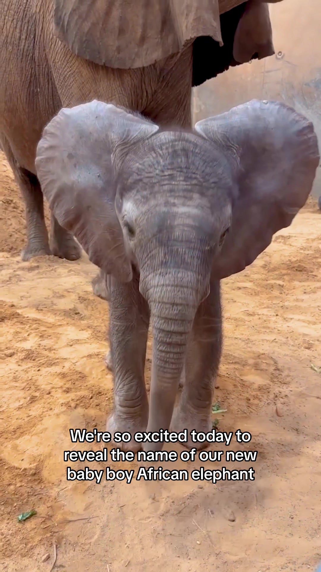 @The Toledo Zoo