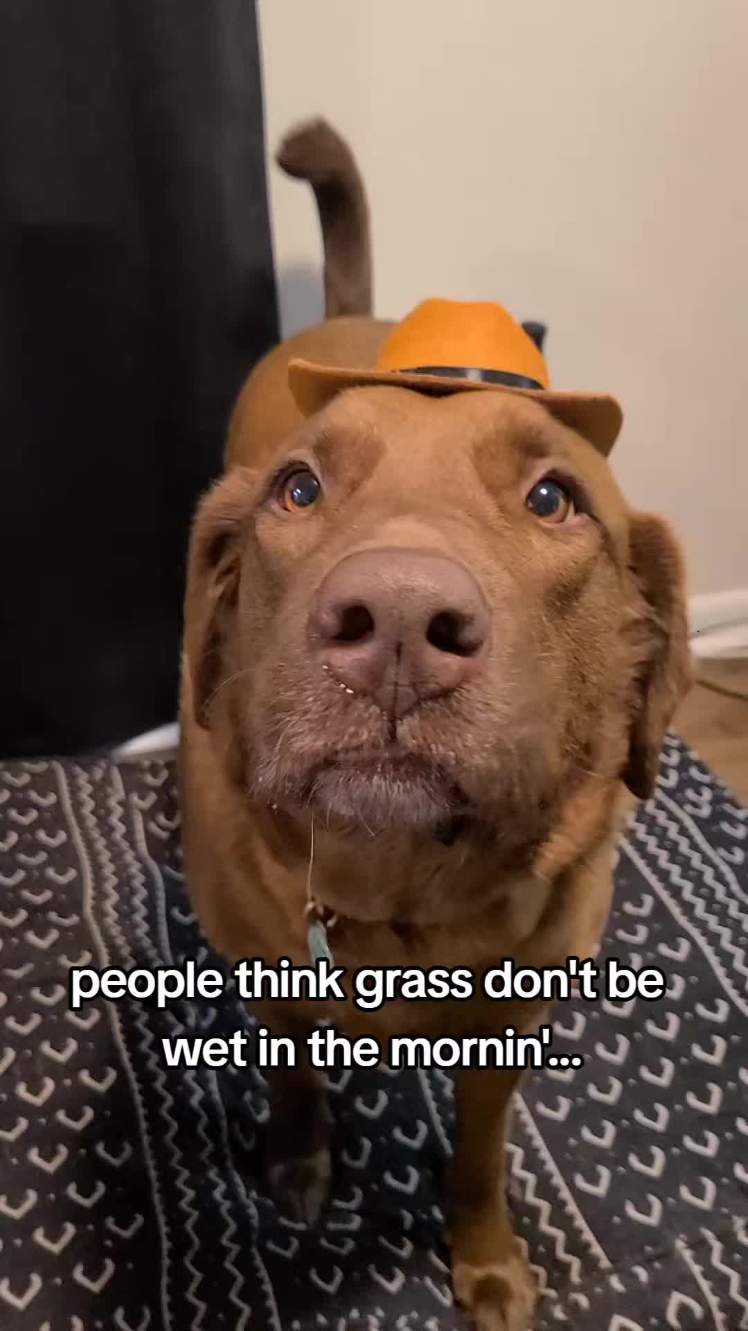 @hankinthehat