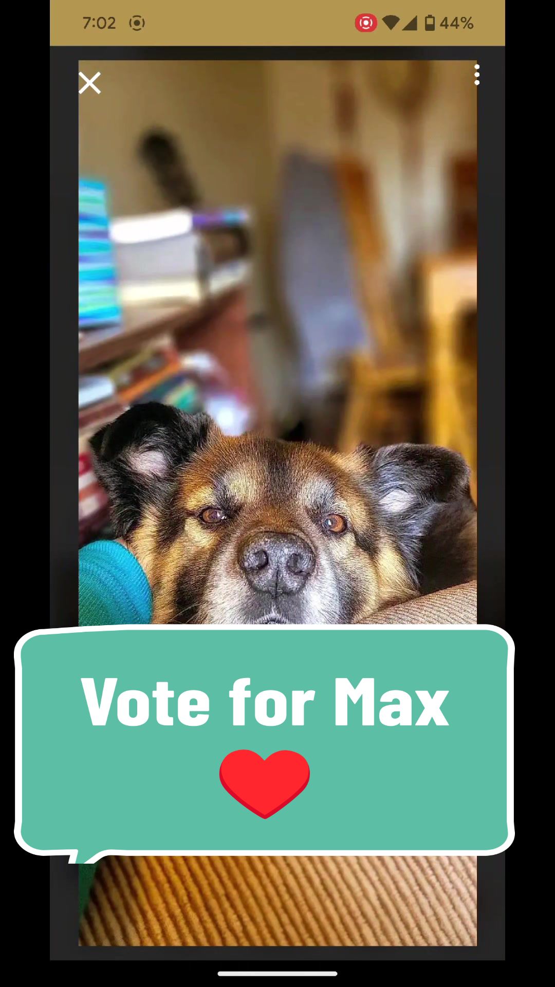 @Maxwell the Fluffy Buddy