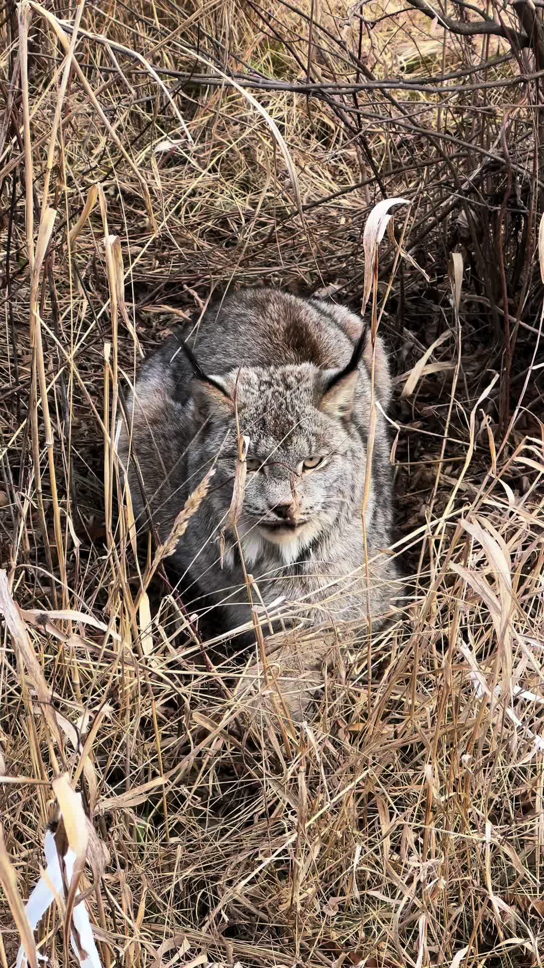 @The Wildcat Sanctuary