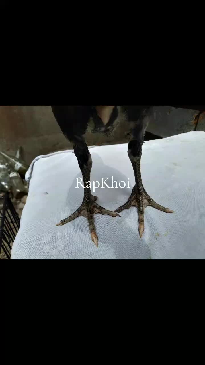 @RAPTOR GP🐓