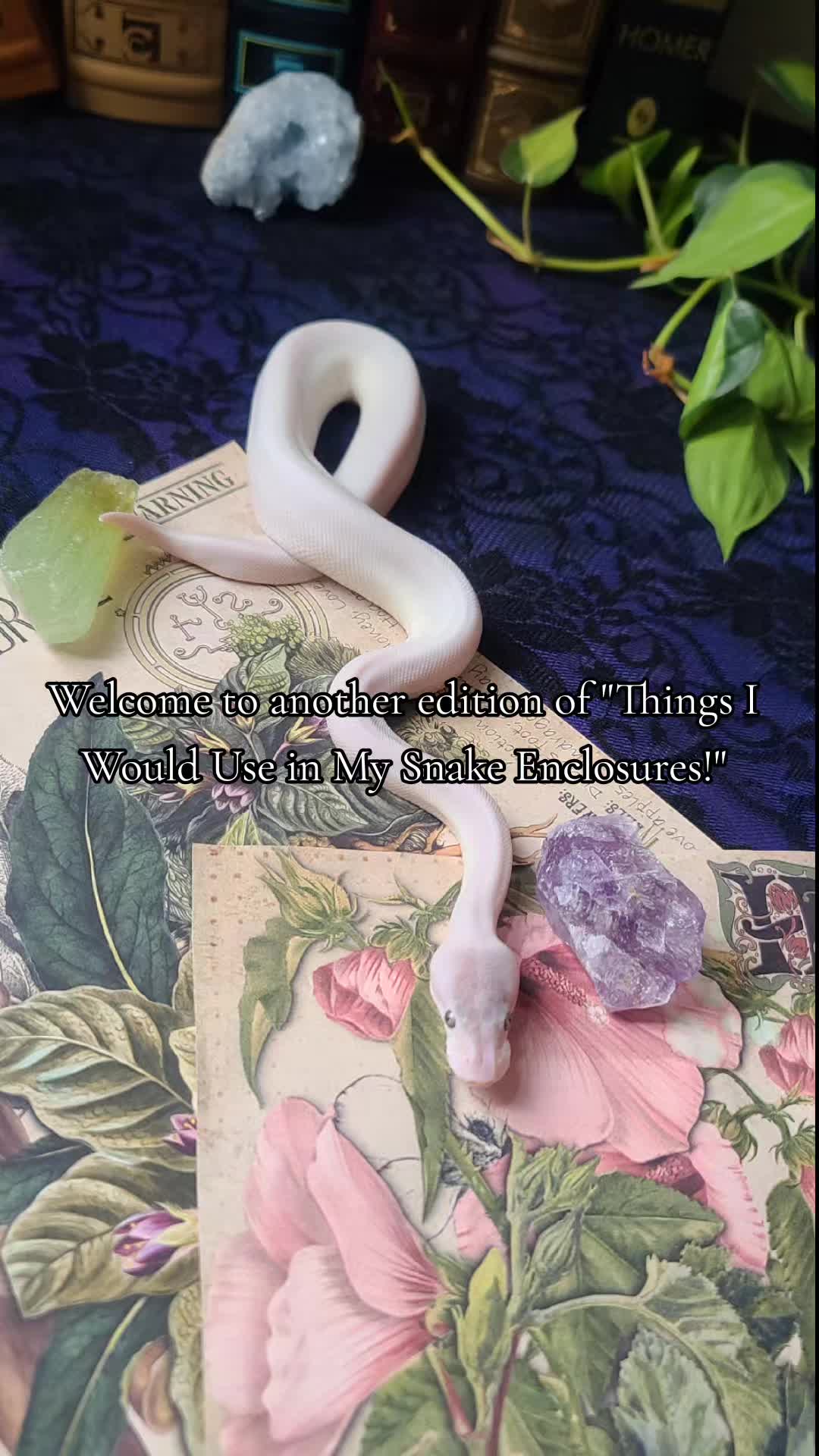 @MoonlitMorphs