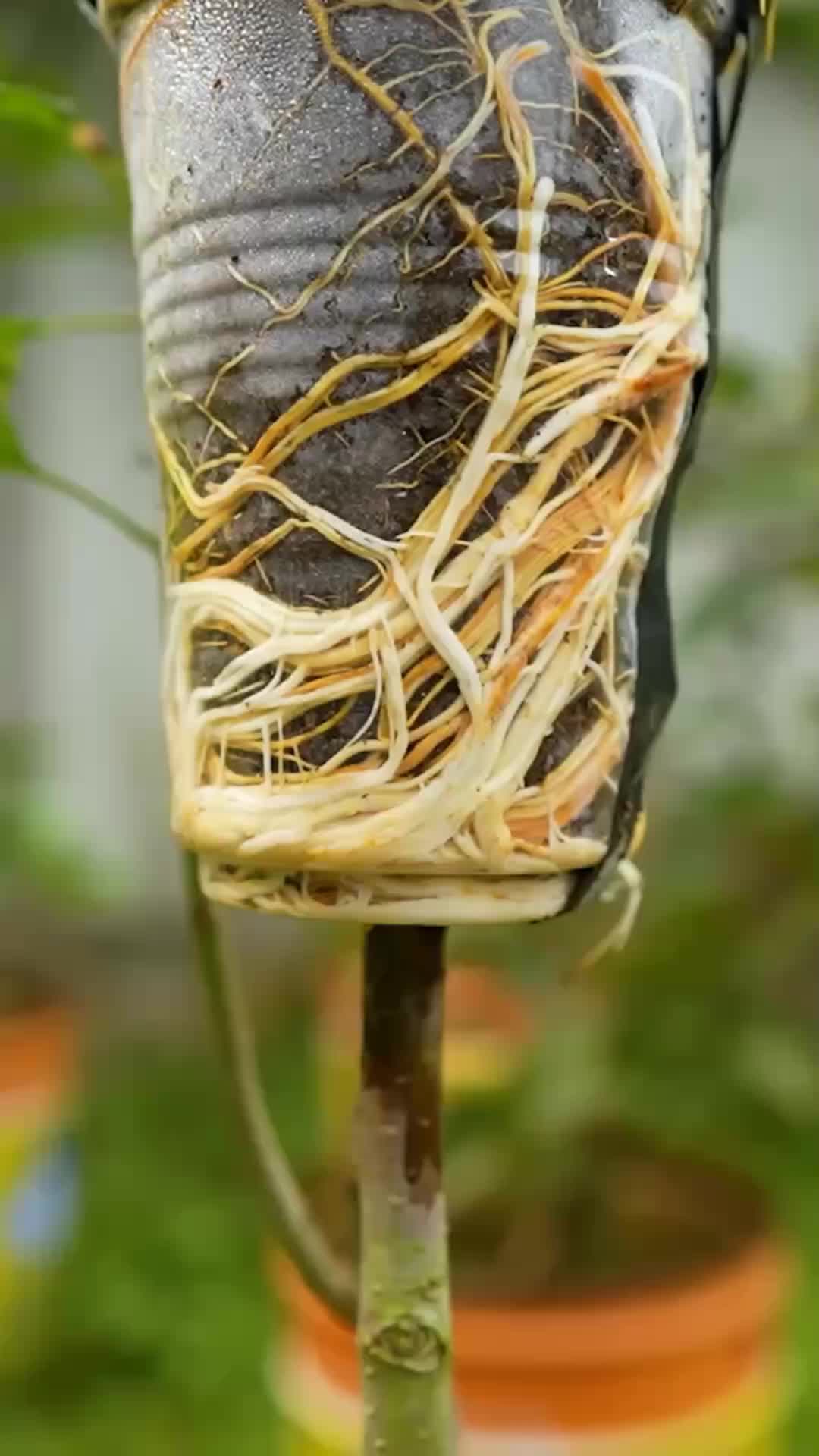 @নীল