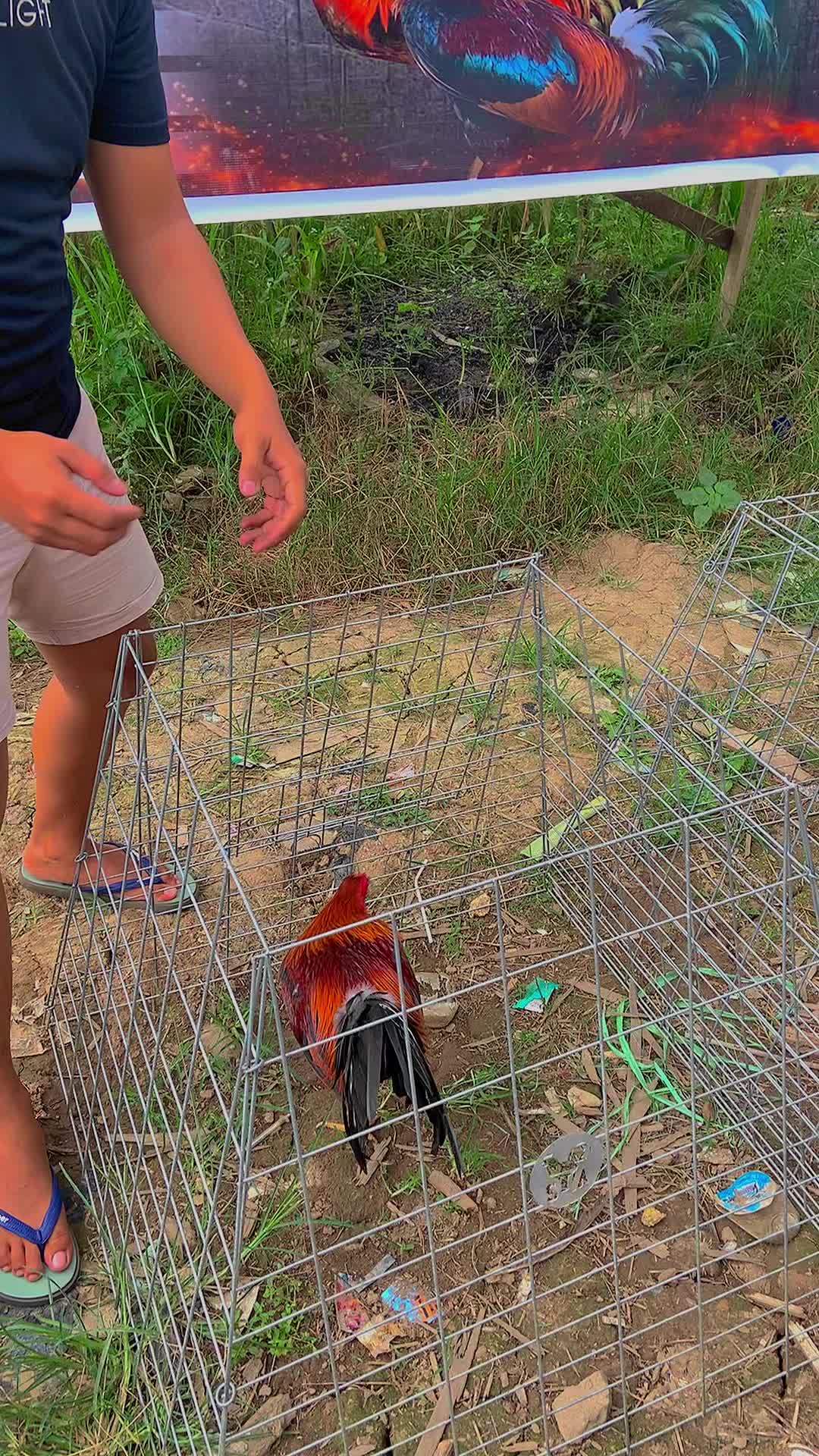 @angelsgamefowl88