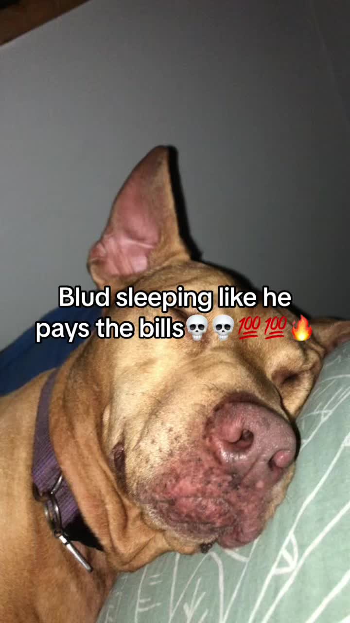 @📻ɧąཞ۷ɛყ // ơąƙ // ცąıƖɛყ🐕