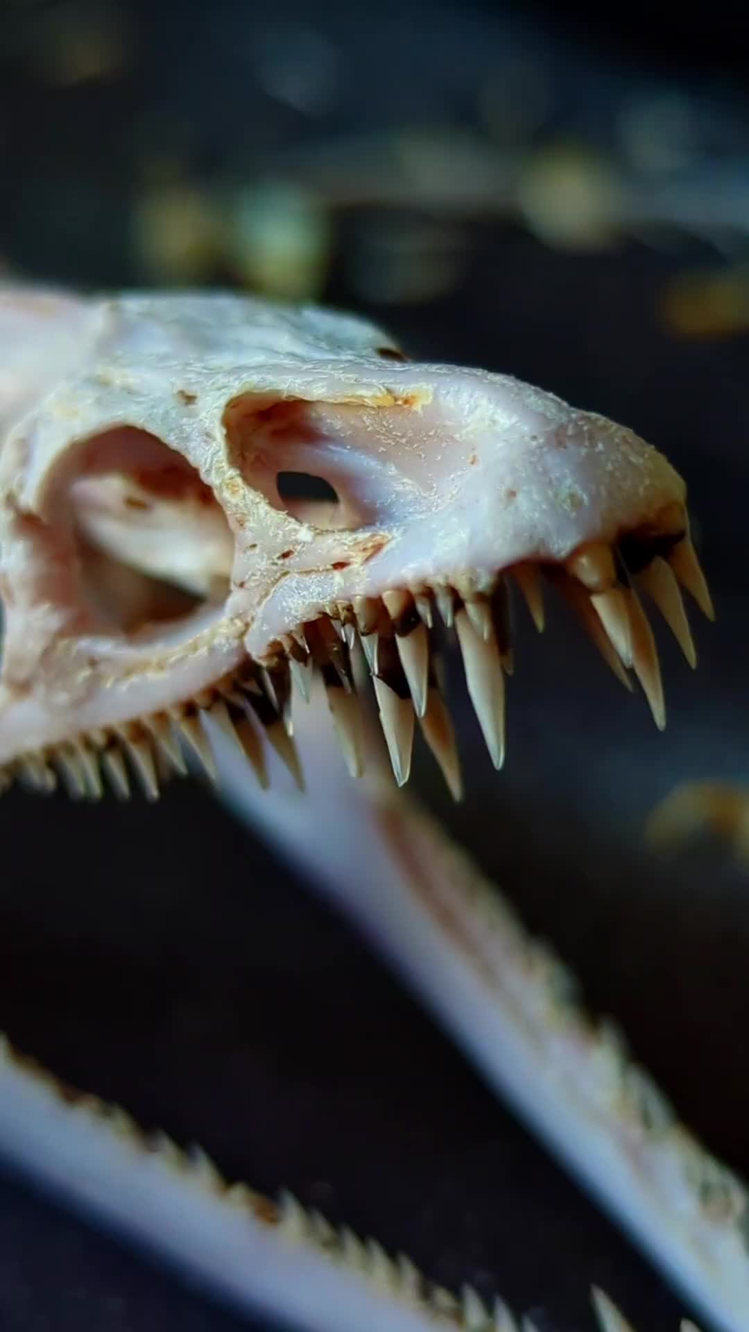 @Skullatorium