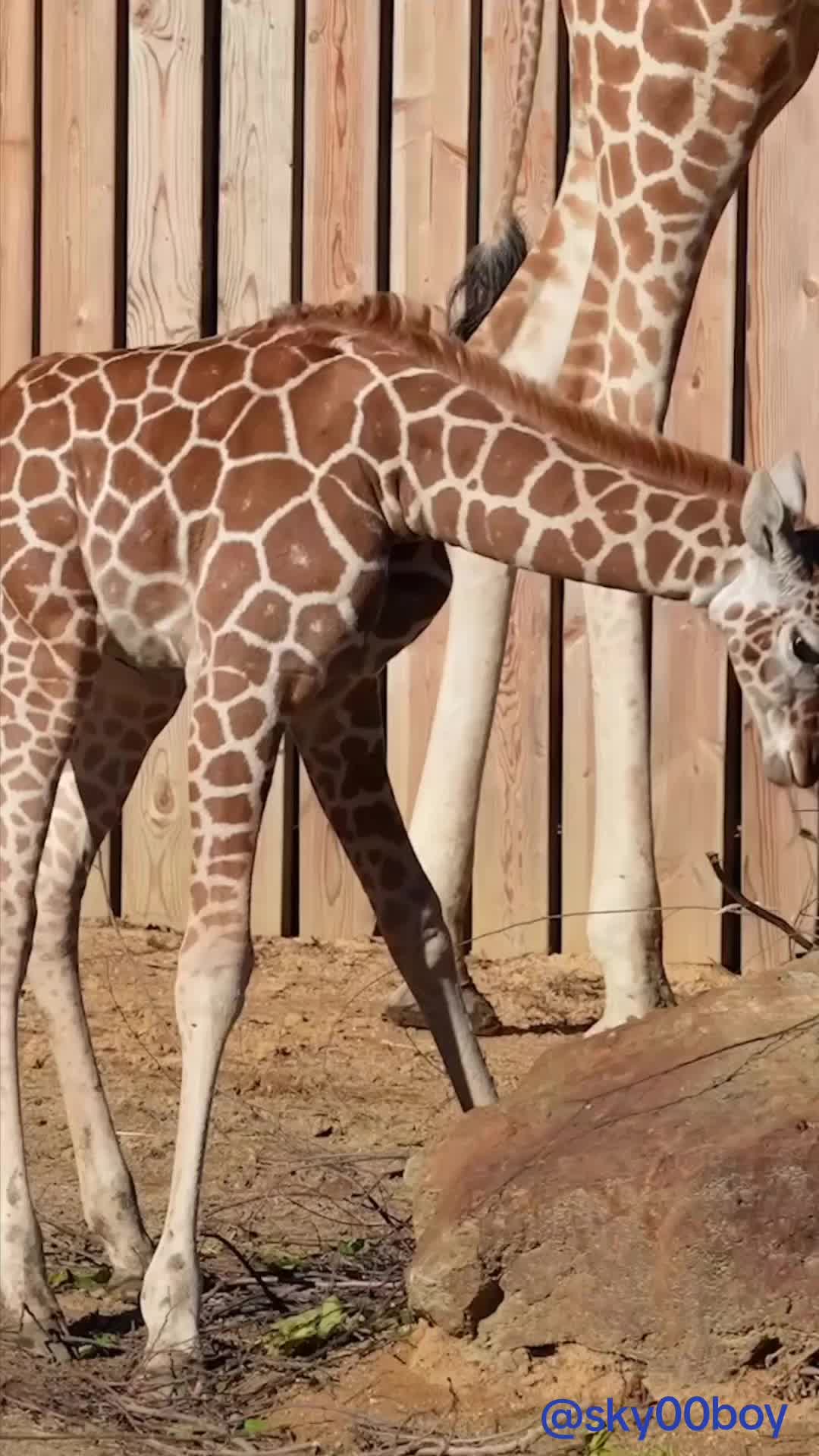 @Wild Animals
