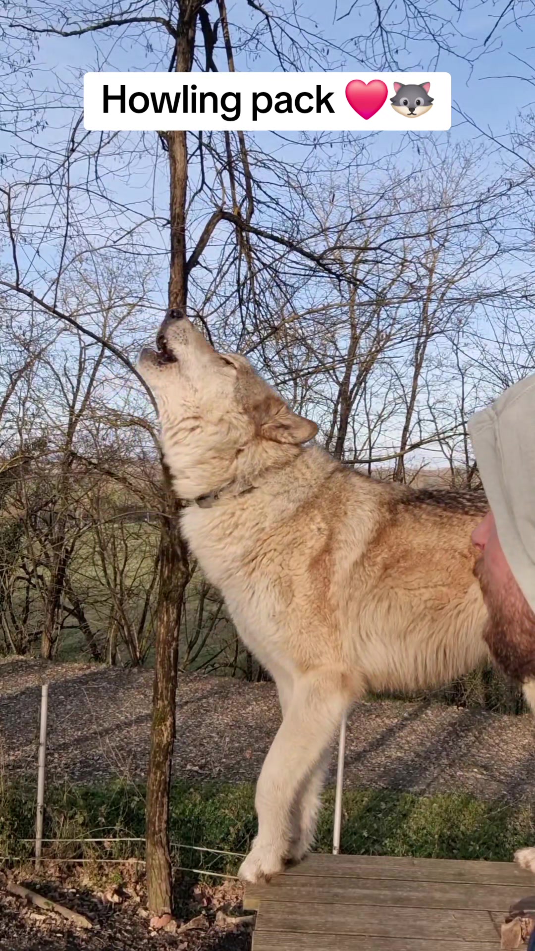 @🐺 Skoll Hunter 🐺 (70k)