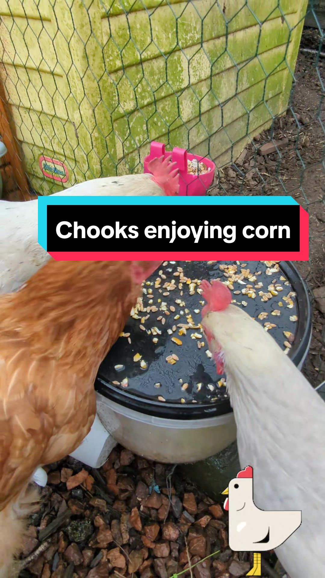 @Only Chooks