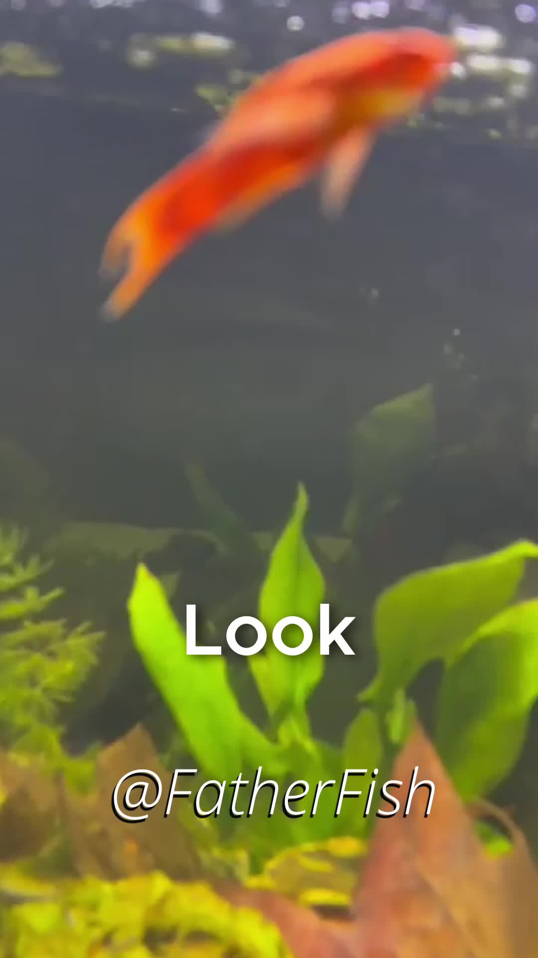 @Father Fish