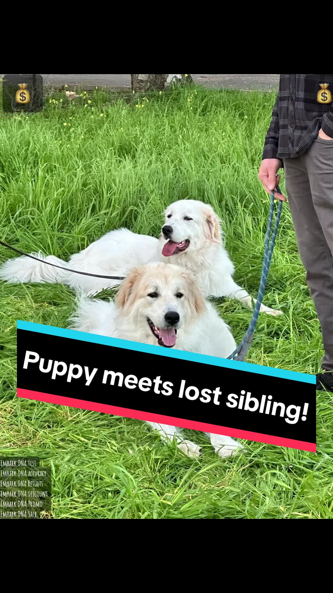 @PyreneesDogs