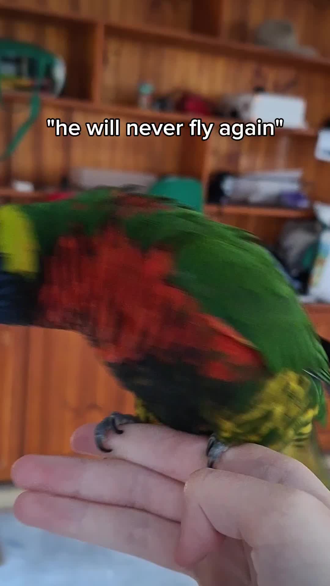 @birbwirb