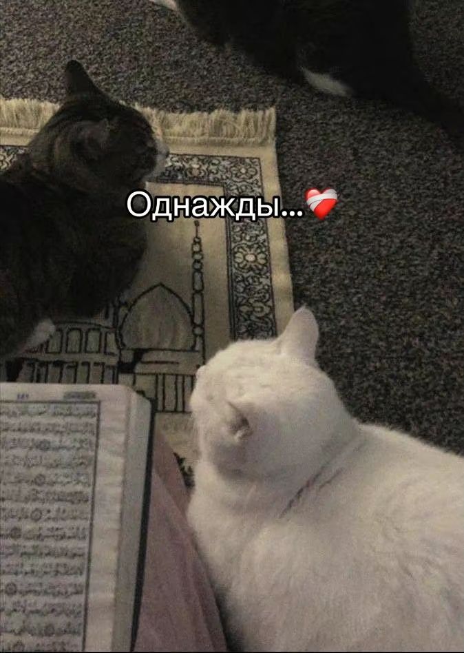 @РАБ АЛЛАХА❤💗