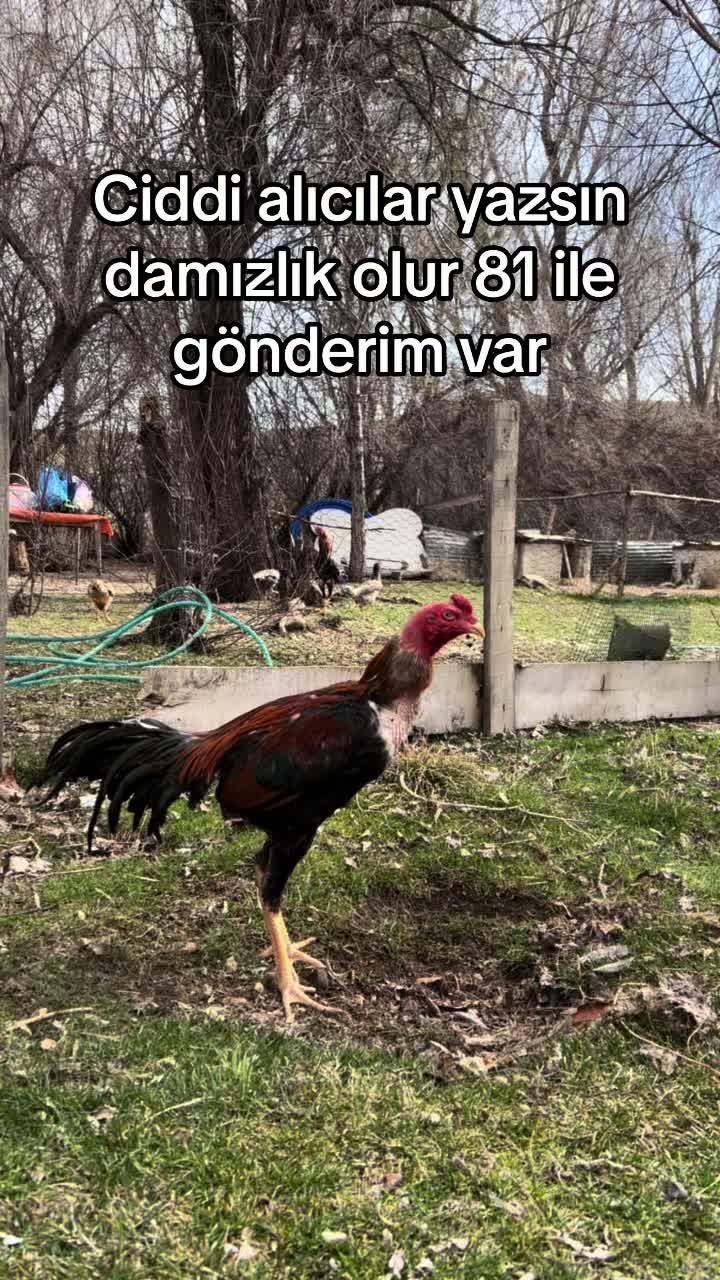 @Sivas Aslanları 🦅