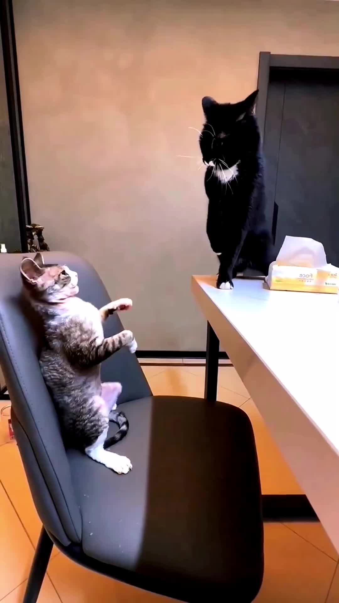 @Mr.Cat