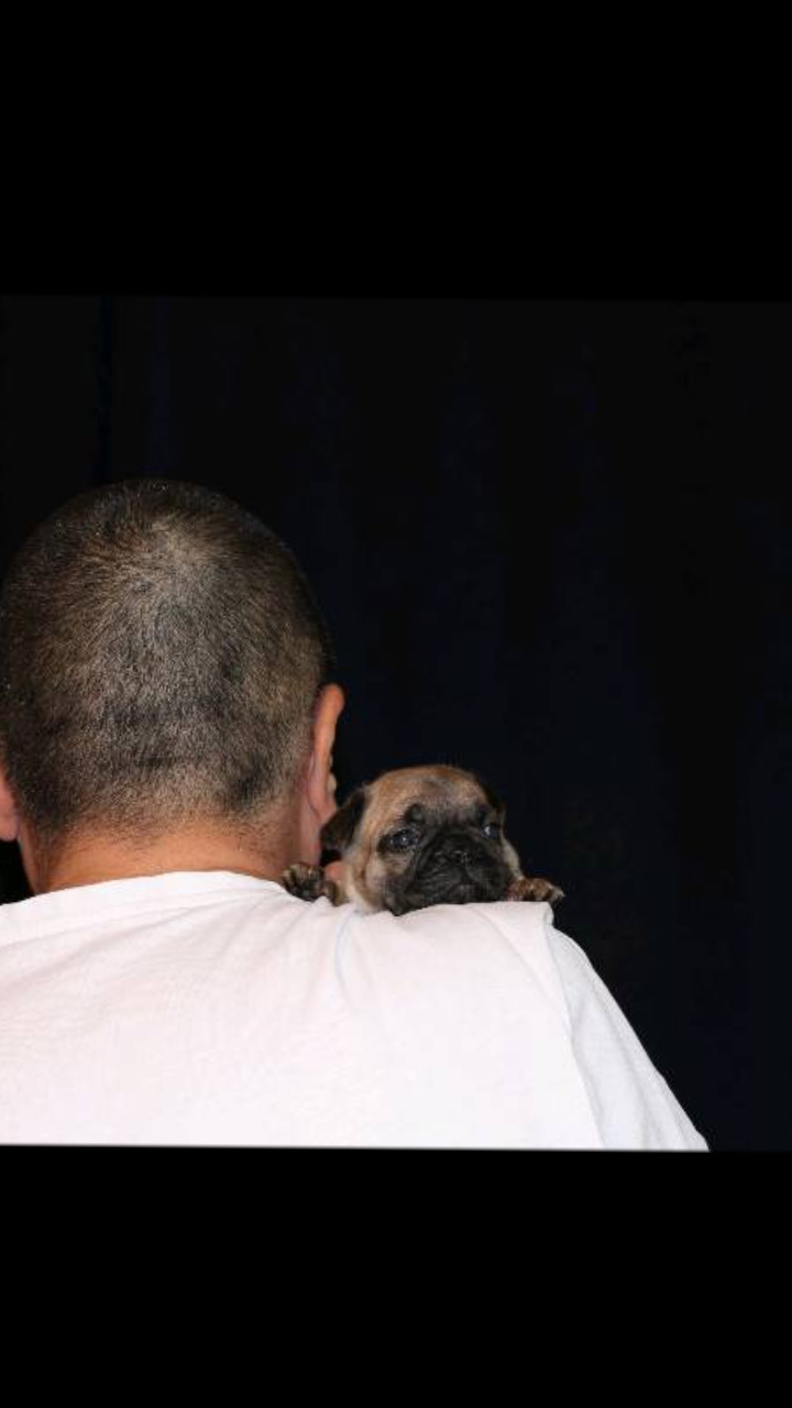 @Bosphorus Bulls French Bulldog