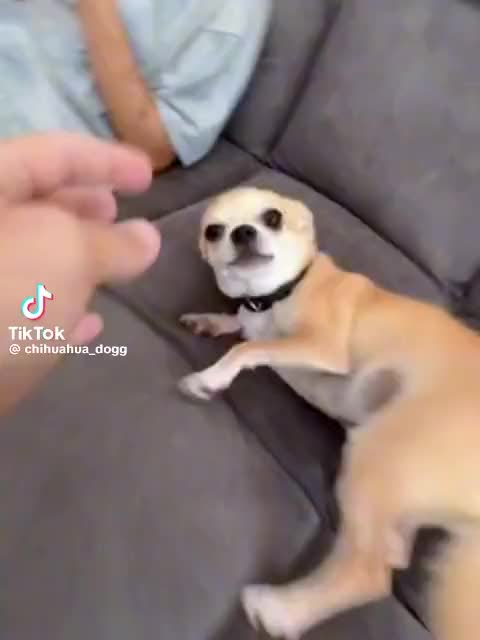@chihuahua_niki