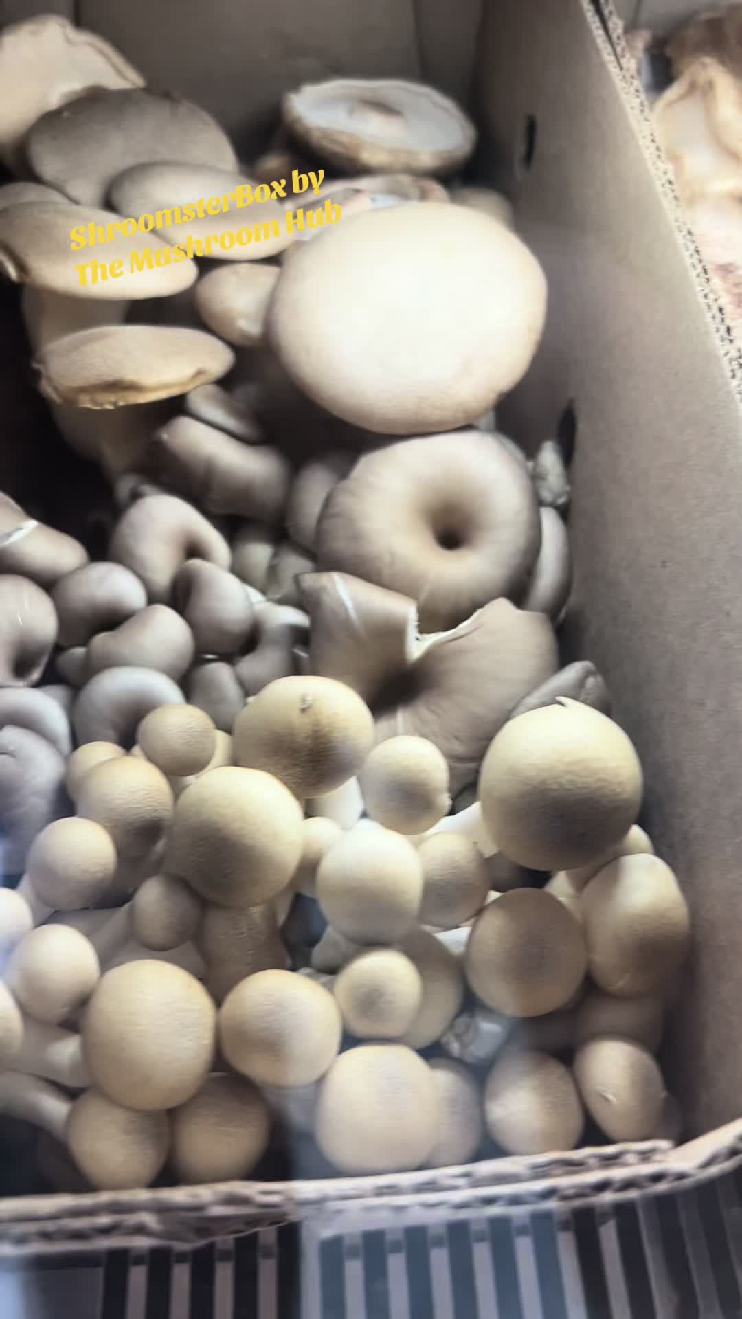 @The Mushroom Hub