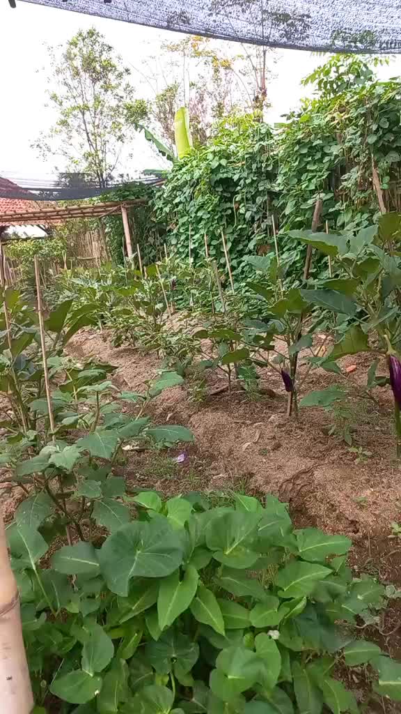 @JISIR