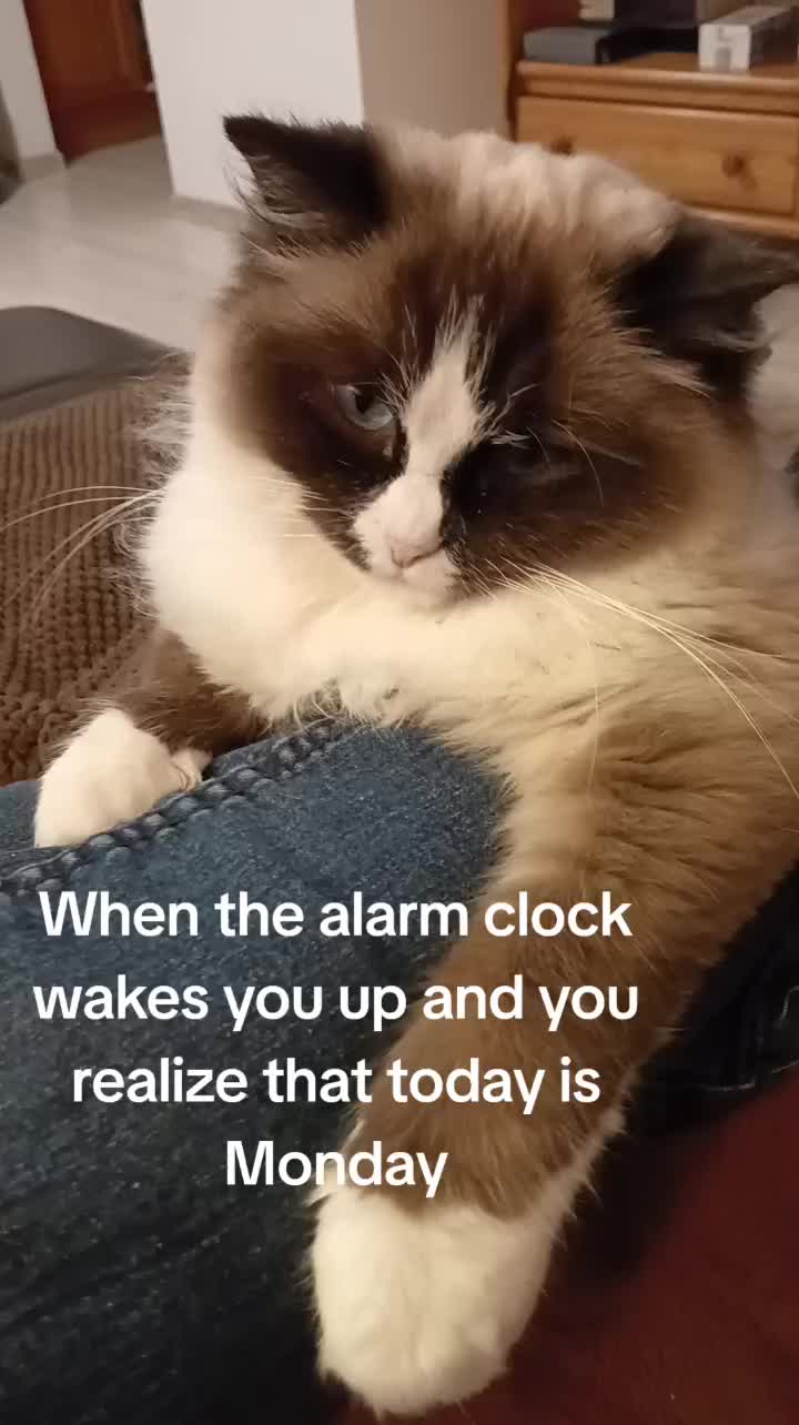 @Cute Ragdolls