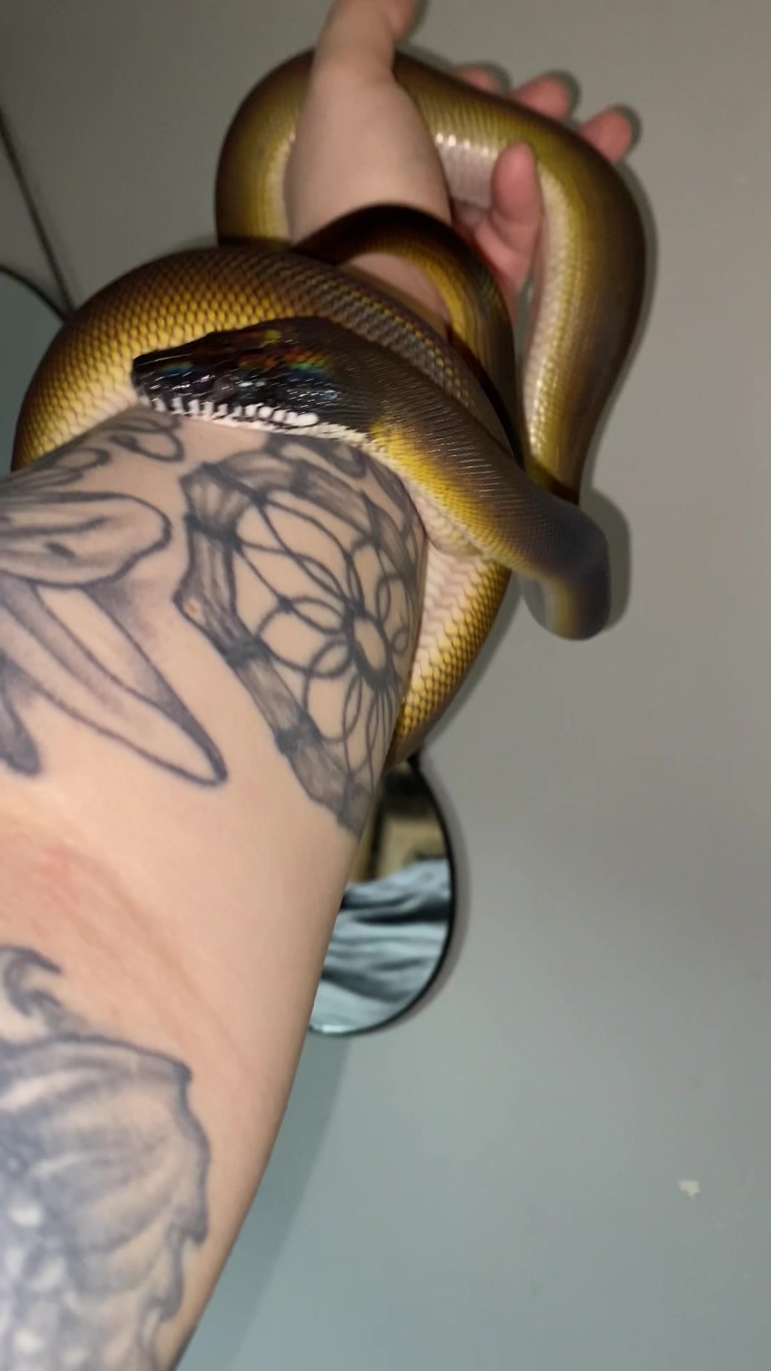 @Snakes_of_Leslie🐍
