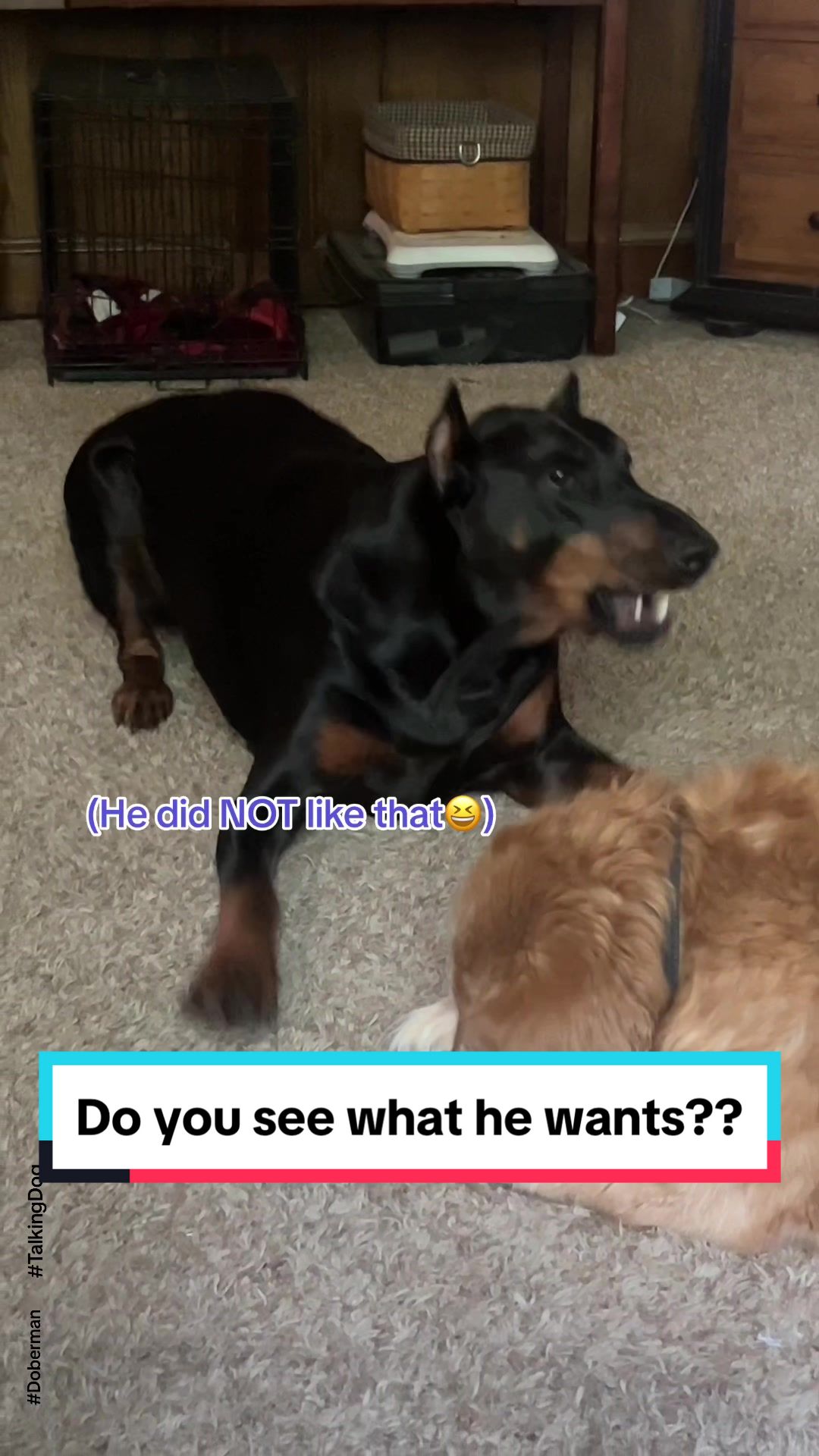 @Tiny Bear & Tiny Horse