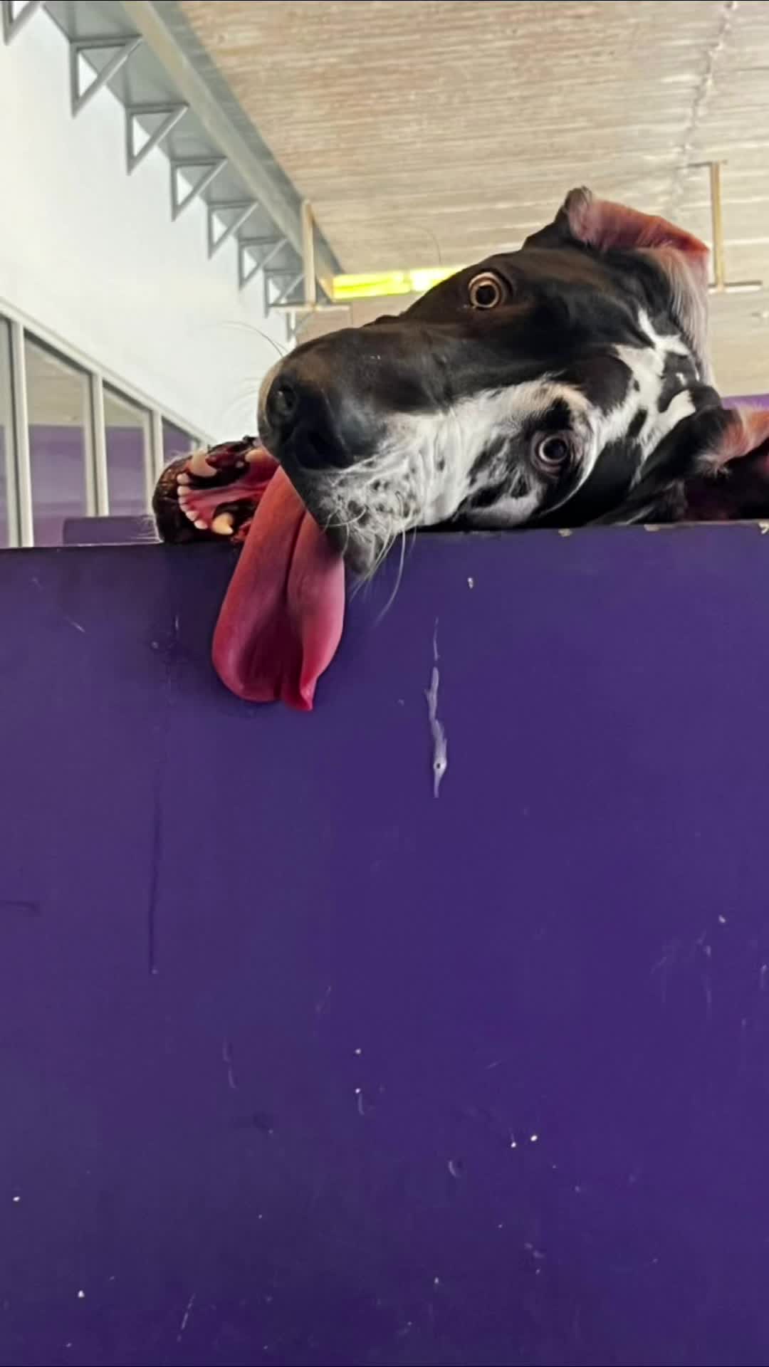 @Chocoburbujas 🐾