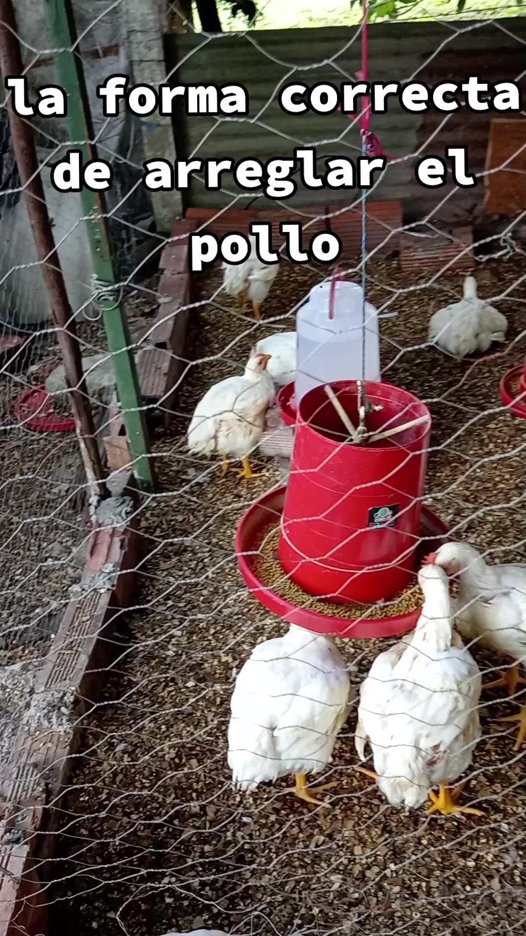 @elmagnatedelospollos