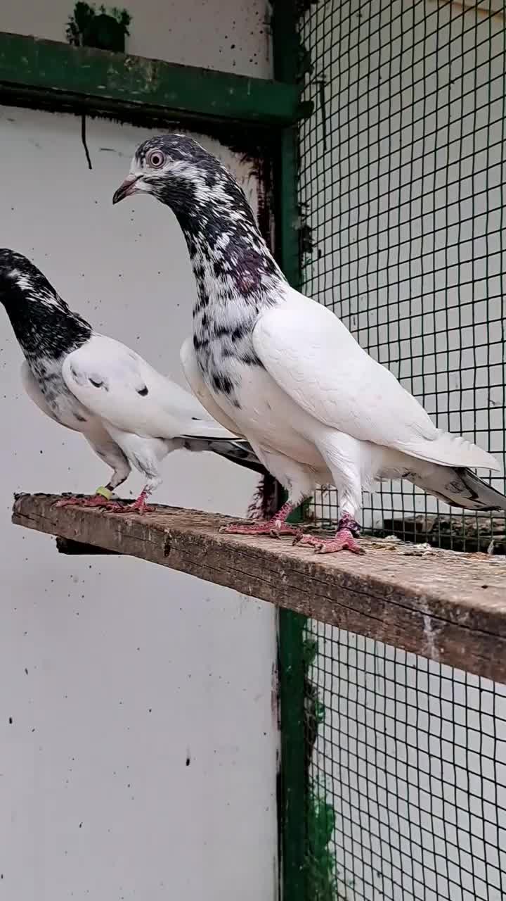 @🕊️PEGON🕊️