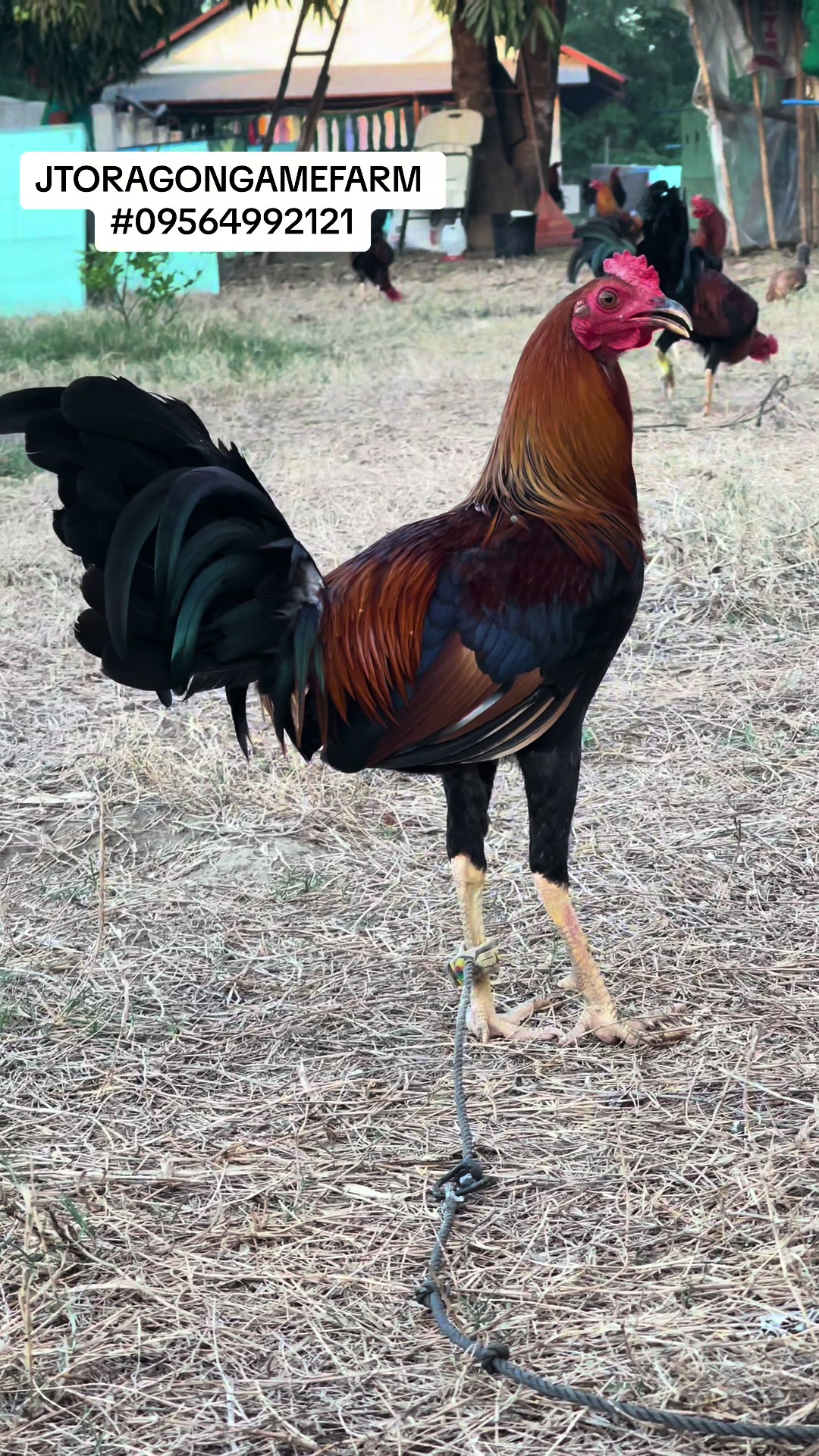 @JT ORAGON GAMEFARM