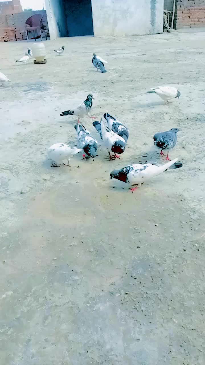 @کبوتر 🕊🕊باز🕊🕊