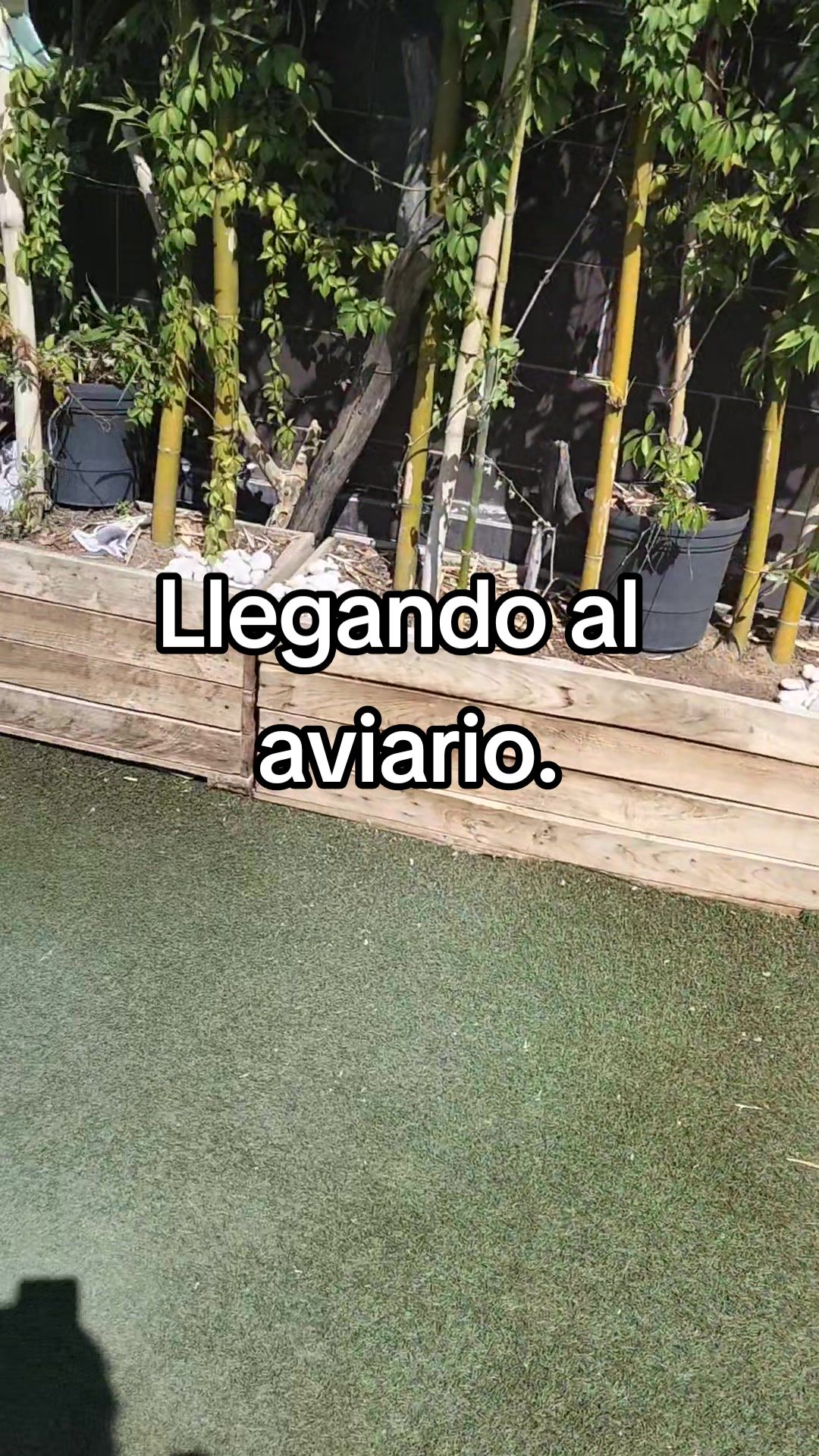 @Aviario FIFUS Guadalajara