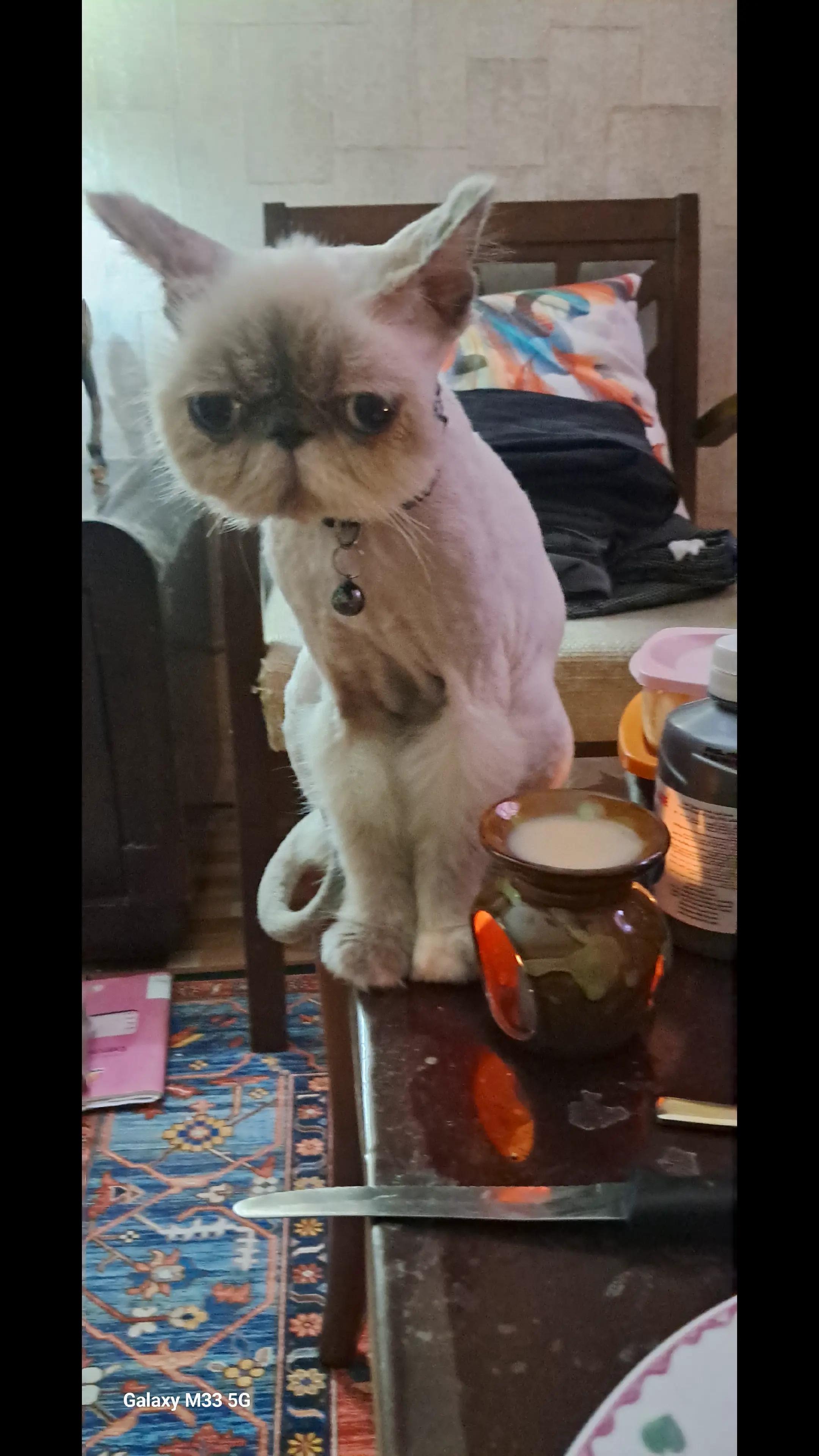@Cat lover