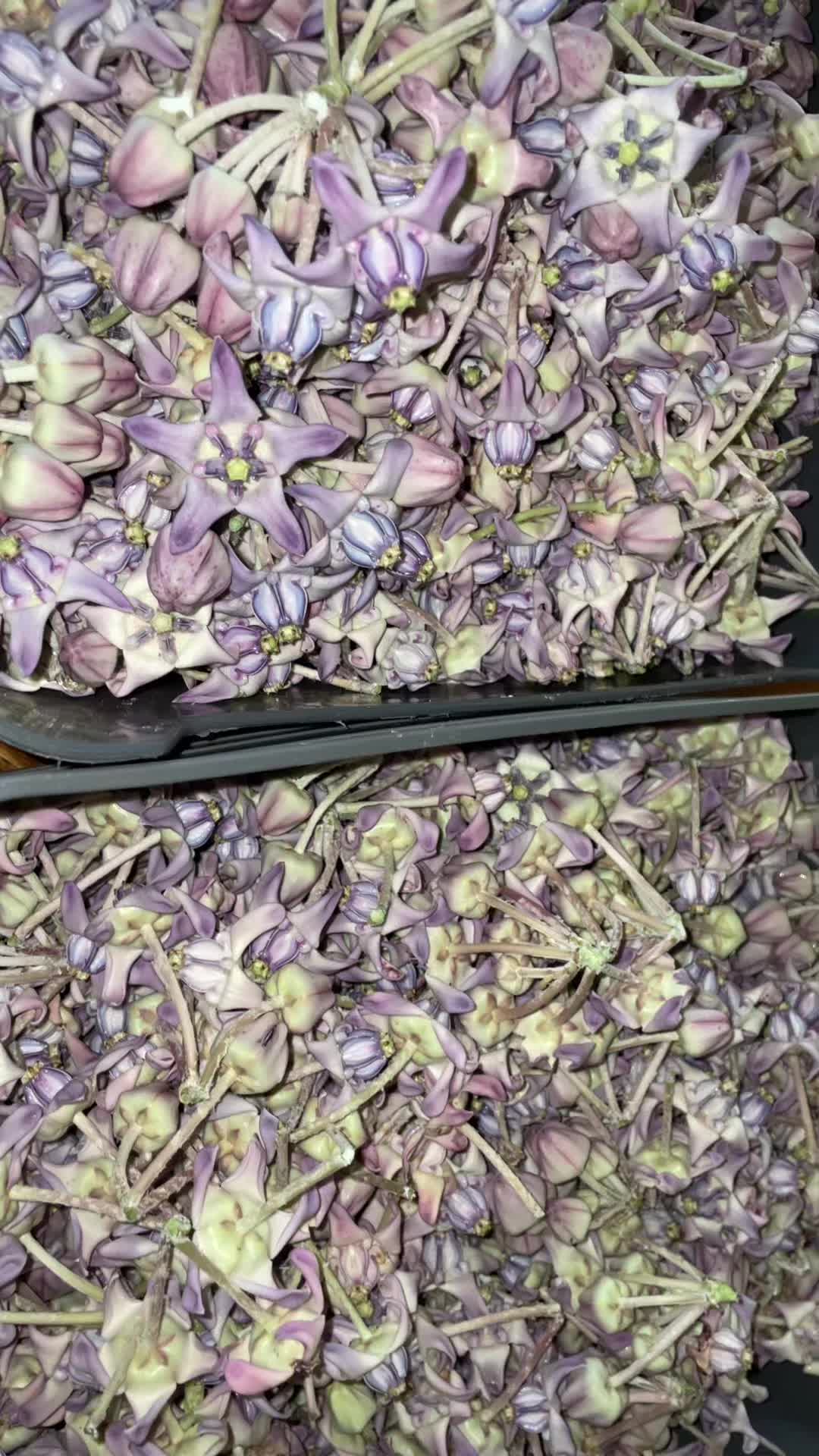 @zo 💐
