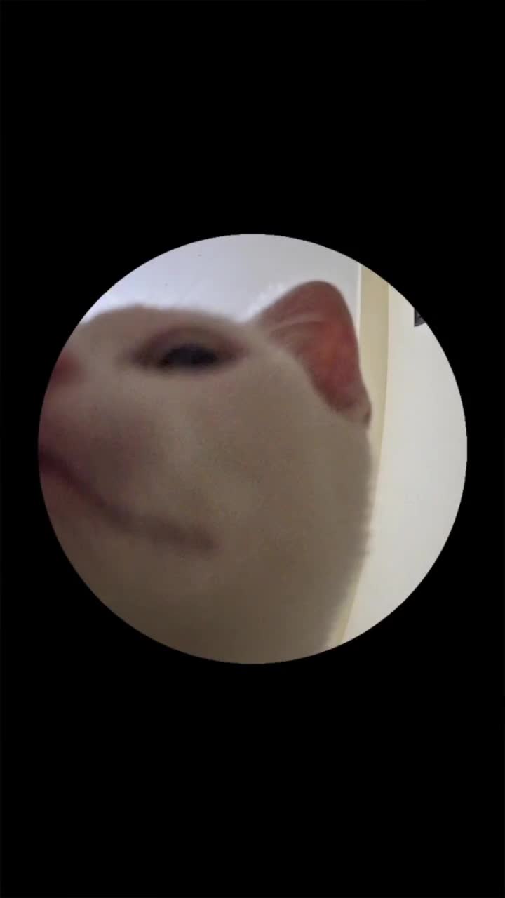 @White cat