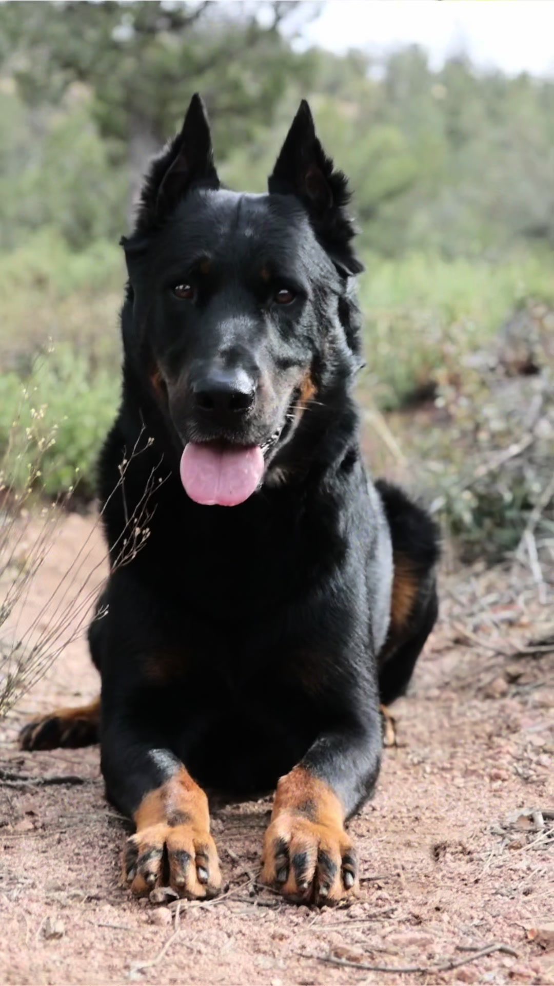 @The Beaucerons