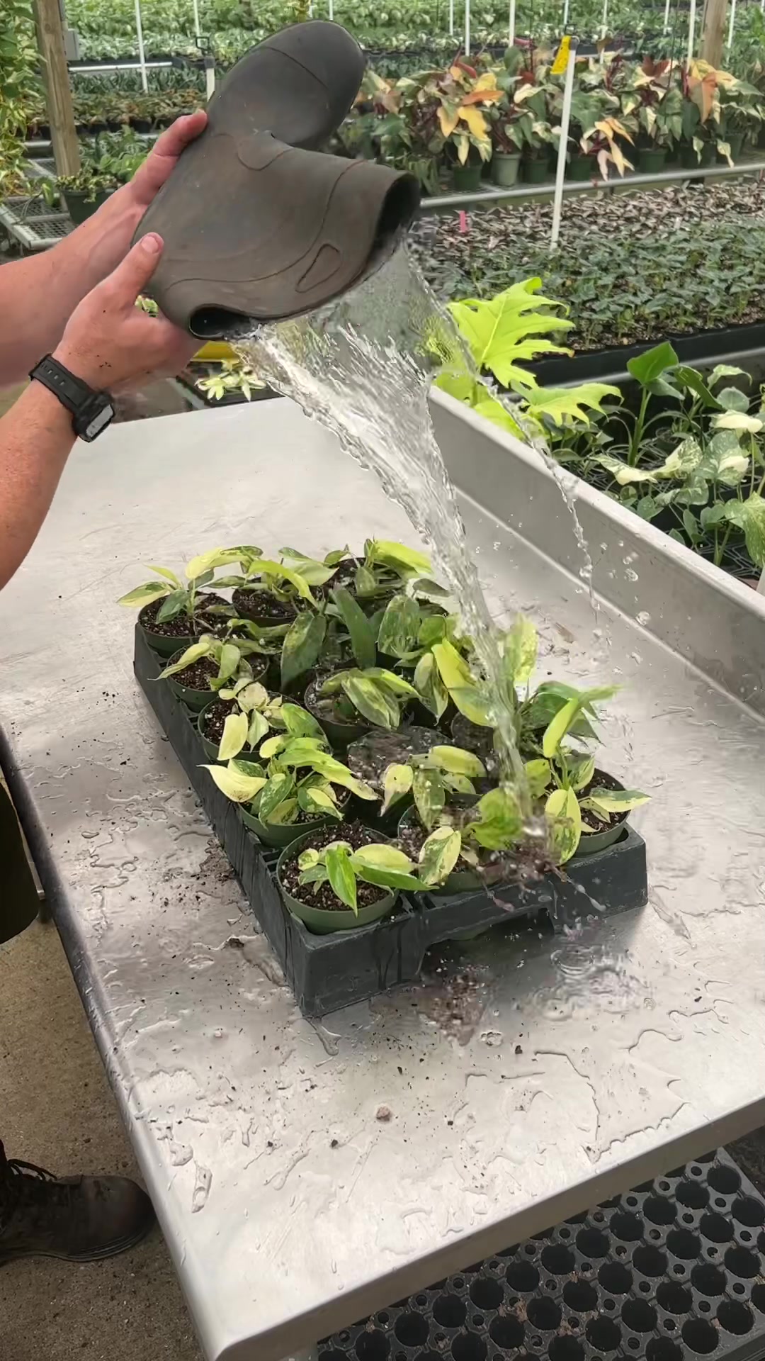 @BWH Plant Co