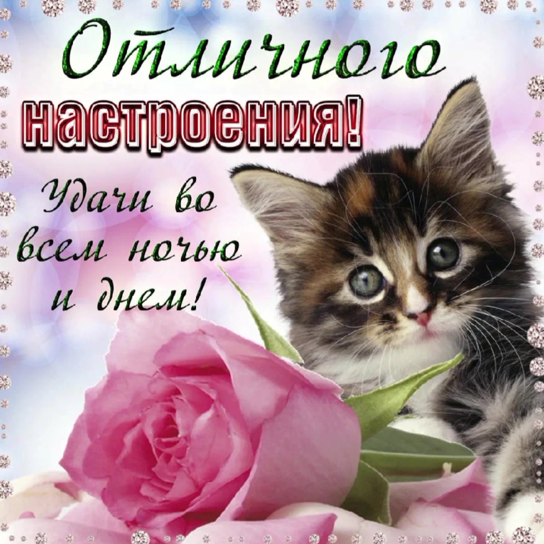 @котики на каждый день