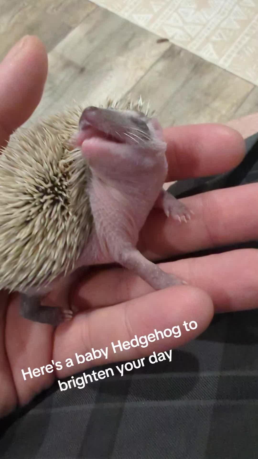 @hedgehogprecision