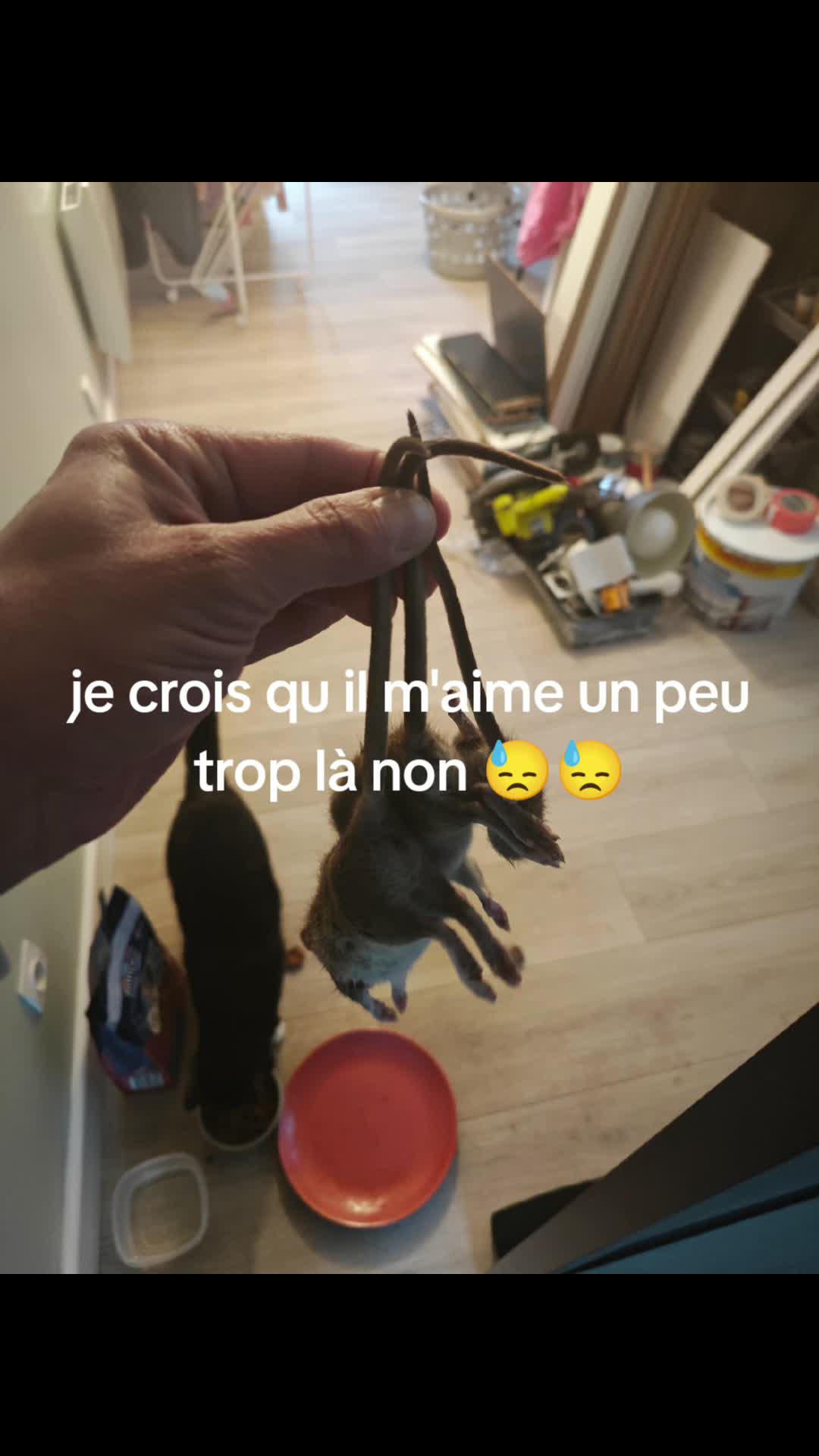 @nicolaspernes