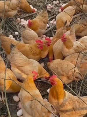@rural.life97