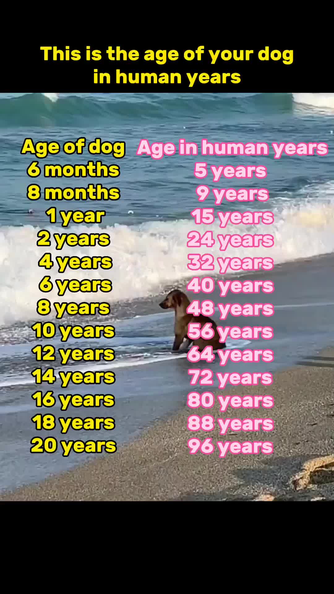 @Luckydog008