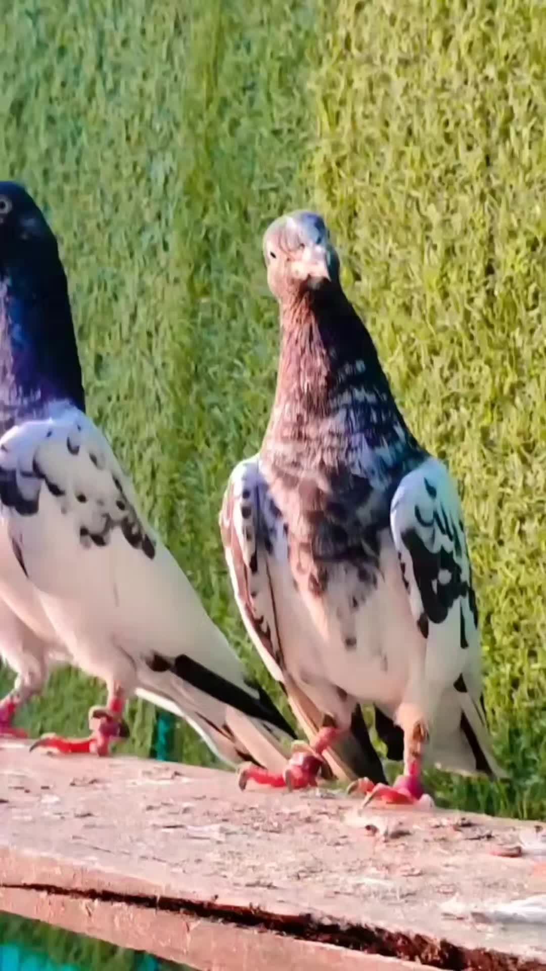 @🕊️PEGON🕊️
