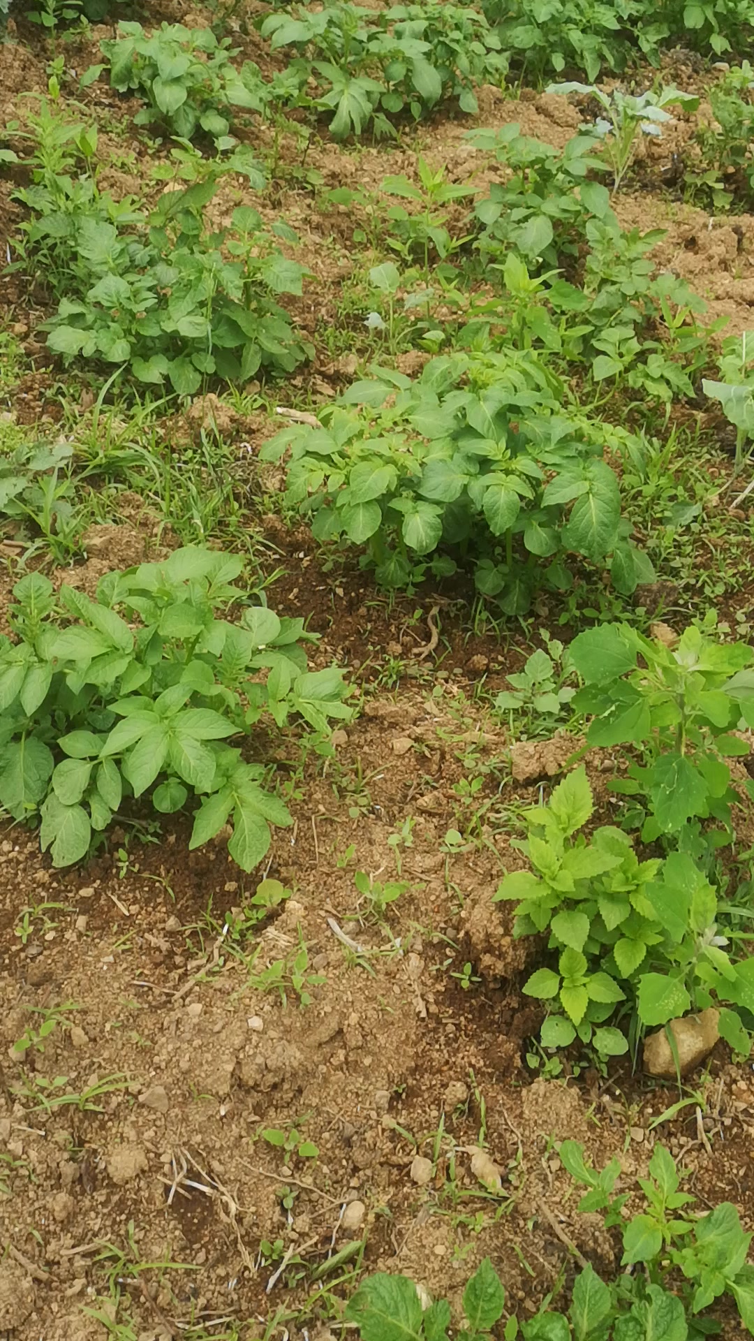 @Zoğa