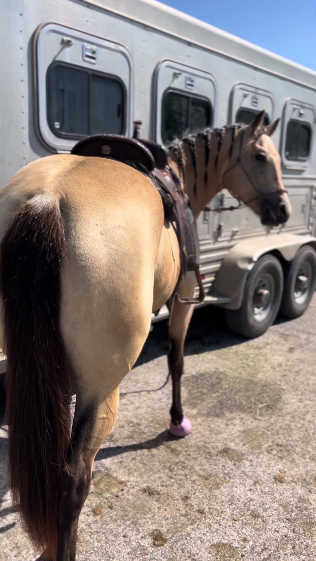 @HD Performance Horses