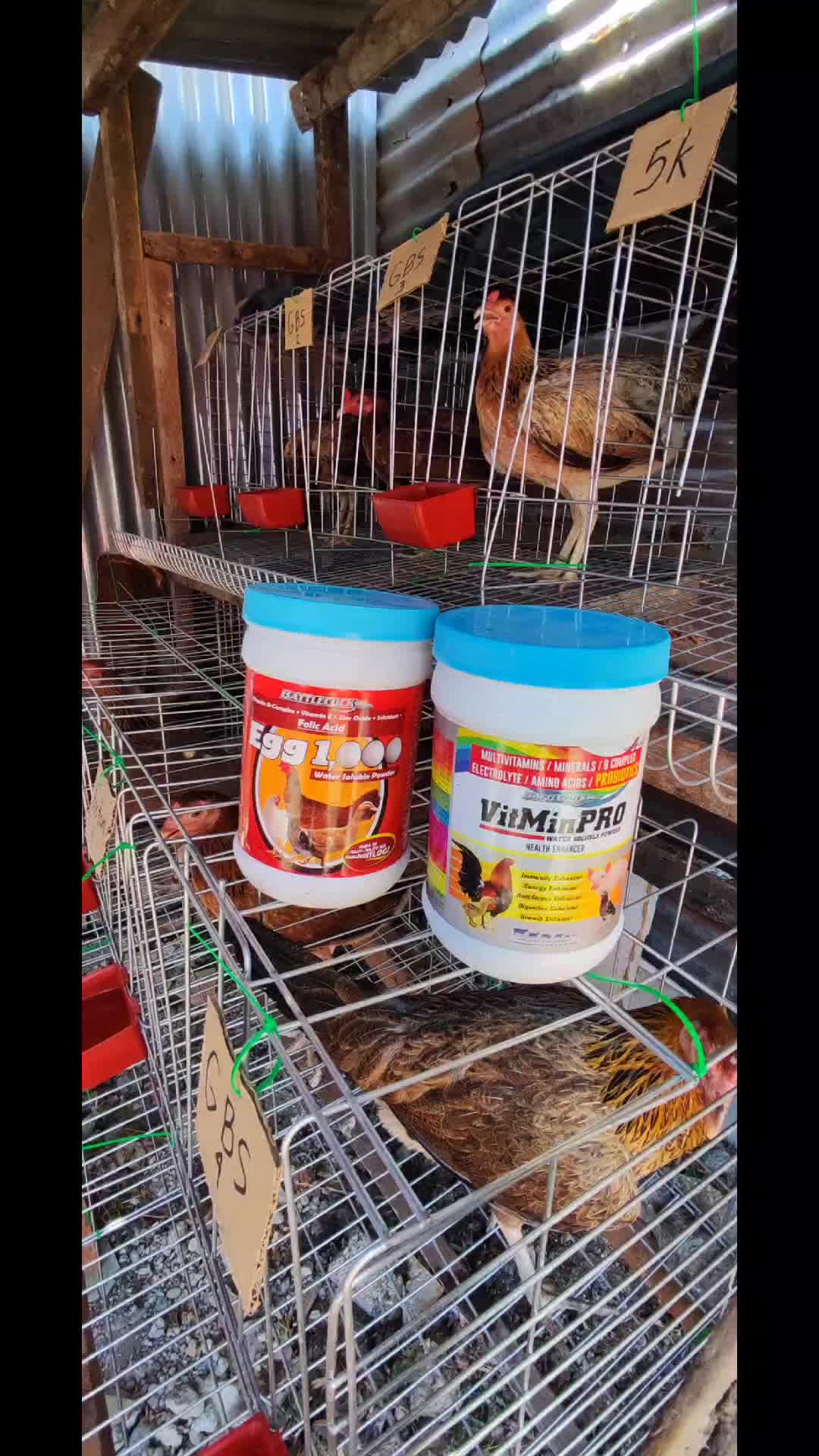 @RDDgamefowlbreeder