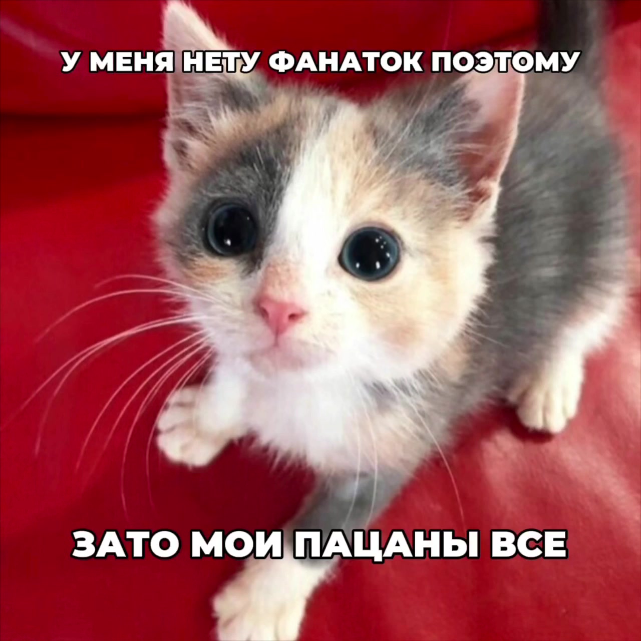 @dmtfakboyfan
